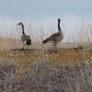 Meet your Posher, Pam